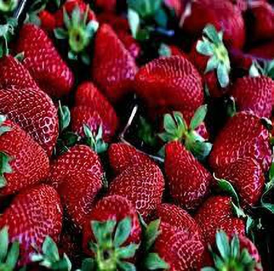 XOLDAA XOLDAA F1quality hybrid strawberry seeds Seed(55 per packet)