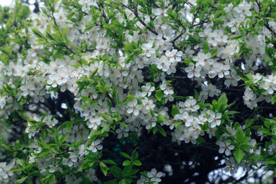 glowgreen gypsophila flower Seed(50 per packet)