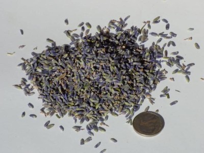 Qualtivate XL-294 Lavender Seeds, Vera Seed(500 per packet)