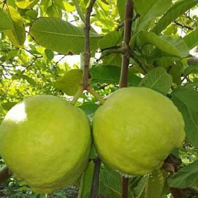 BDSresolve Guava seeds hybrid all seasons PACK OF 11 Seed(11 per packet)