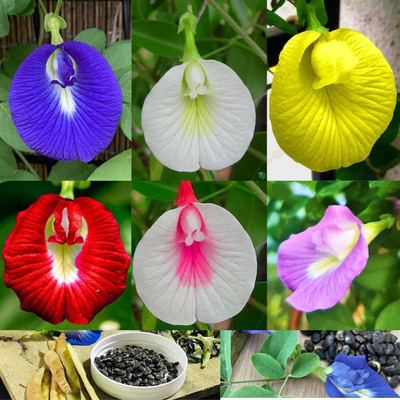 Pappa 6 Mix colour Aparajitha Sangu Poo Shankupushpam Flower Seeds for Gardening Seed(25 per packet)