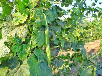 Qualtivate HYB-7A Luffa Acutangula Angled Ridge Gourd Turai Seed(50 per packet)