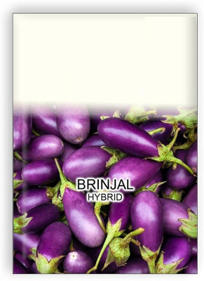 CYBEXIS KGF -54 - Brinjal F1 Hybrid Imported - (150 Seeds) Seed(150 per packet)