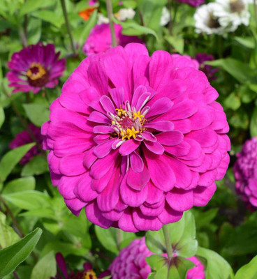 ibains Flowering seeds for home garden zinnia Seed(10 per packet)