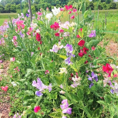 Qualtivate ICRA-5A Royal Mix Sweet Pea Seeds Seed(200 per packet)