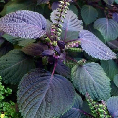 CYBEXIS High Germination Red Perilla Frutescens Shiso Seeds 2000 Seeds Seed(2000 per packet)