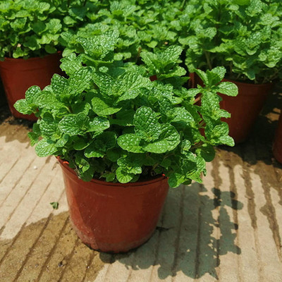 CYBEXIS Seeds for Home - Mint Seeds2800 Seeds Seed(2800 per packet)