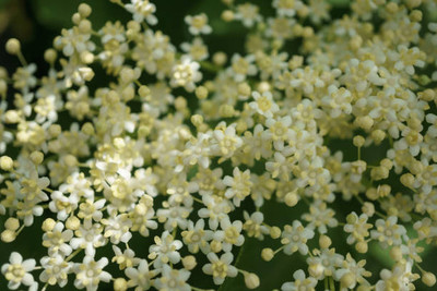 XOLDAA gypsophila flower Seed(25 per packet)