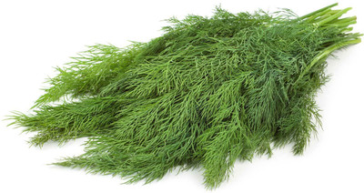 Quentova Organic Green Dill/Soya Herb Plant-LNT-5D Seed(300 per packet)