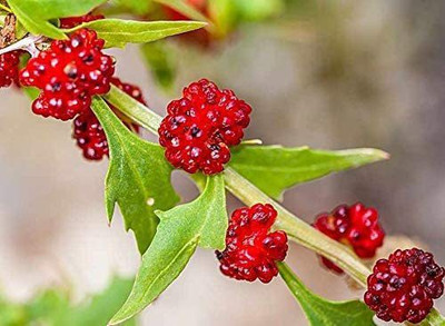 CYBEXIS LXI-90 - Strawberry Spinach Blite Giant - (750 Seeds) Seed(750 per packet)