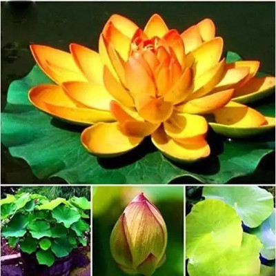 Aro Lotus, Kamal Seed(40 per packet)