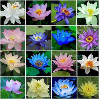 CRGO ™ RDX-206 Lotus Water Lily Seed, Bonsai Seed(30 per packet)