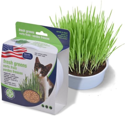 VibeX VXI-53 - Cat Grass Oat - (4500 Seeds) Seed(4500 per packet)