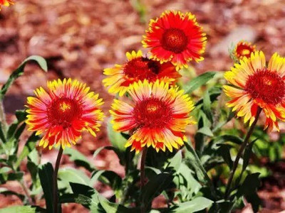 MAA Gaillardia, Pulchela Double Mix Seed(24 per packet)