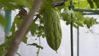 Oliver F1 BEST QUALITY BITTER GOURD SEEDS Seed(19 per packet)