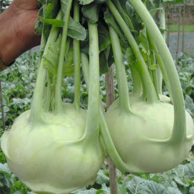 KANAYA Knol Khol (kohlrabi) F1 hybrid Seed(80 per packet)