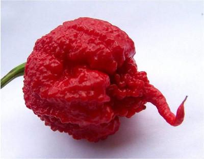 KNESSiN HOT Pepper Carolina Reaper Seed(1250 per packet)