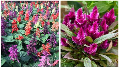 STOREFLIX salvia - celosia Seed(75 per packet)