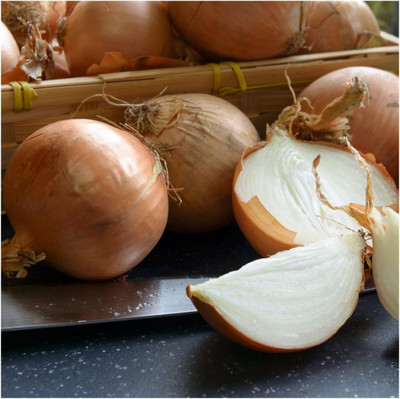 WILLVINE PAU -XI Yellow Sweet Spanish Onion [2.5g] Seed(1500 per packet)
