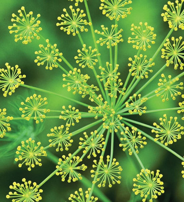 Qualtivate ATS-262 Autumn Drought Tolerant Dill Seed(500 per packet)