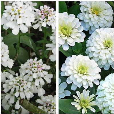 Aywal Candytuft Flower & Zinnia Flower Seed(45 per packet)