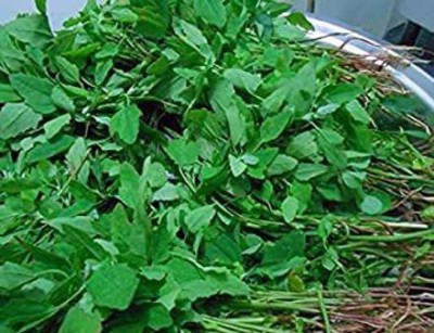 Aywal Bathua Saag Seed(150 per packet)