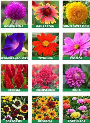 LPR MIX COMBO, FLOWER COMBOO Seed(40 per packet)
