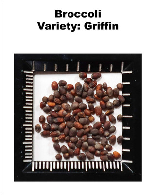WILLVINE KGF -VIII Non-GMO Hybrid Broccoli Griffin [1g] Seed(300 per packet)