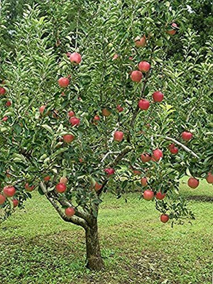 Aywal HYBRID FRESH RED APPLE Seed(11 per packet)
