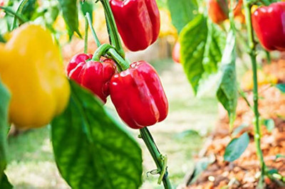 ibains Shimla mirch big pack seed Seed(38 per packet)