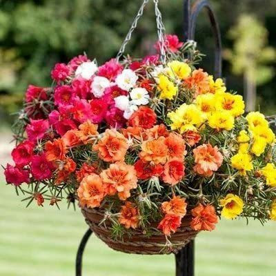 ACCELCROP 11'o Clock Flower Seed(90 per packet)