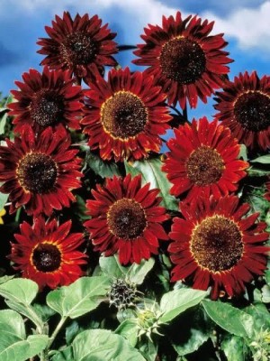 Greenfall (20 Seeds) India Red Giant Sunflower - Grow All Seasons Seed(20 per packet)