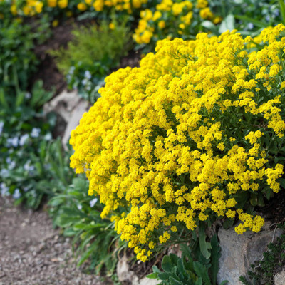 VINGTON Alyssum - Basket of Gold Seed(50 per packet)