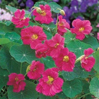 Aywal Nasturtium Dwarf Single Mixed Flower Seed(37 per packet)