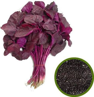 VibeX ® XLR-594 Red Spinach Amarnath F1 Hybrid Seed(500 per packet)