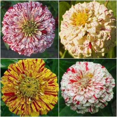 CYBEXIS VXI-53 - Rare Mix Zinnia Flower - (30 Seeds) Seed(30 per packet)