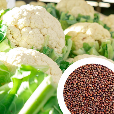 Aywal फूल गोभी Cauliflower Phool Gobhee/Phul Gobhi Seed(40 g)