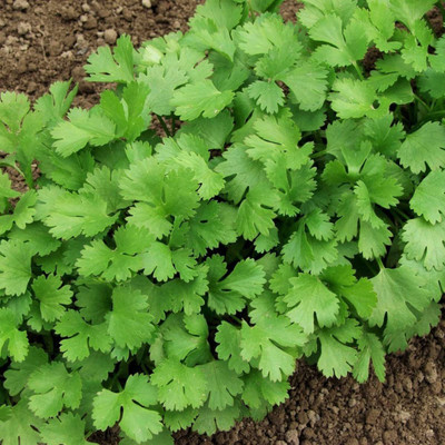 CYBEXIS XLR-91 - Cilantro Slow Bolt - (750 Seeds) Seed(750 per packet)