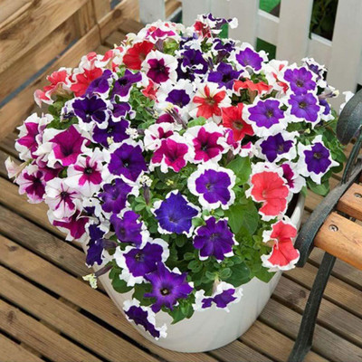 CYBEXIS Petunia F1 Hybrid Seeds Seed(50 per packet)