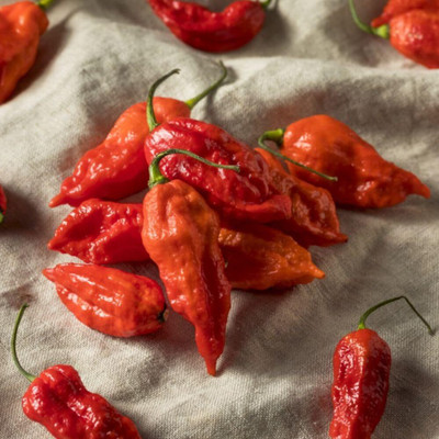Biosnyg F1 Hybrid Bhut Jolokia Ghost Chilli Vegetable Seeds For Gardening-(2000 Seeds) Seed(2000 per packet)