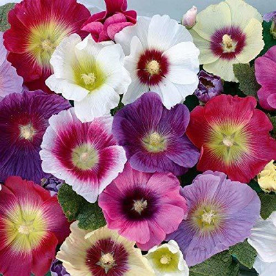 Lorvox Hollyhock Hybrid Seed(90 per packet)