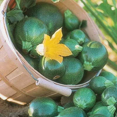 KNESSiN All Season Black Round Squash Vegetable Seeds - (20 Seeds) Seed(20 per packet)