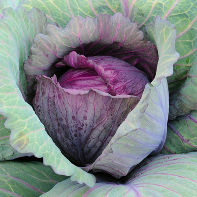 MYLAWN Organic Red Acre Cabbage Seed(500 per packet)