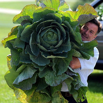KNESSiN Cabbage Giant Seed(200 per packet)