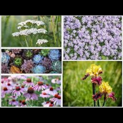 ibains Seeds packet combo flower Seed(33 per packet)