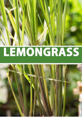 Quentova नींबू घास (Cymbopogon/lemongrass) Herb Plant-HQL-8K Seed(75 per packet)