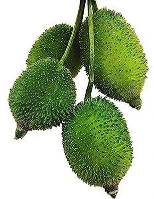Pbevergreen kakoda kantola seeds hybrid, kakrol/kantola seeds 8 Seed(8 per packet)
