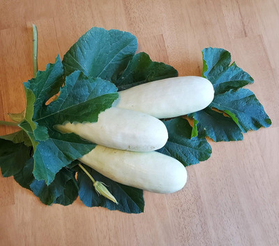 Qualtivate PUA-2A Rare White Zucchini Squash Seeds Seed(30 per packet)