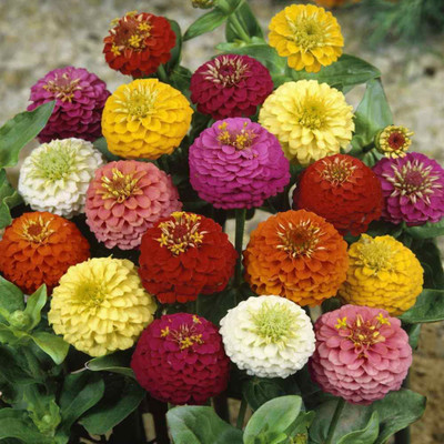 Avysa Zinnia Seeds - Mix Seed(10 per packet)