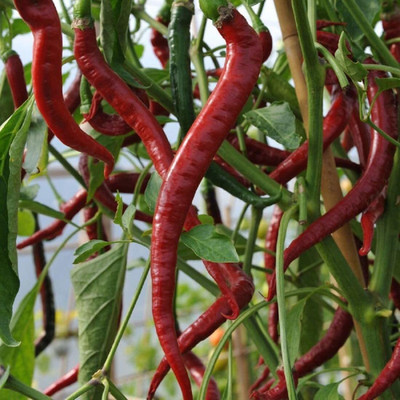 WILLVINE ROX -IV Garden Red sweet Chilli[2.5gm, 500 Seeds] Seed(500 per packet)